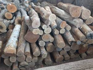 کارخانه خرید چوب در کرج