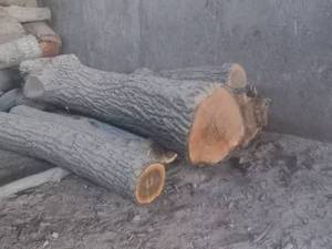 کارخانه خرید چوب در کرج