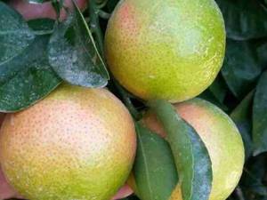 نهال نارنگی خونی در بابل مازندران