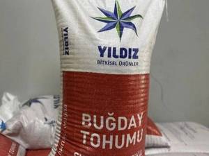 خرید عمده بذر گندم اوکراینی در خوی