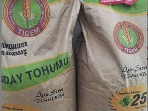 خرید بذر گندم پرمحصول تیگم در خوی