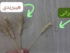 خرید بذر گندم پرمحصول تیگم در خوی
