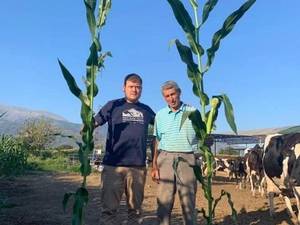 فروش عمده بذر ذرت علوفه‌ای در خوی