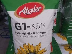 فروش عمده بذر آفتابگردان جی وان در تبریز