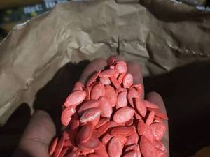 قیمت بذر کدو هیبریدی در خوی