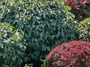 قیمت درختچه الیاگنوس در تنکابن