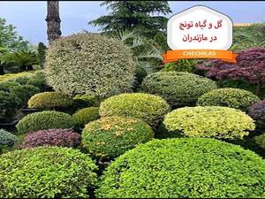 قیمت کاج تویا در کلاردشت