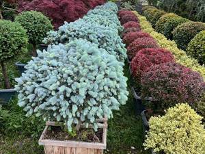 خرید درخت نوئل گلوکا در تبریز