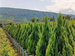 قیمت کاج کامیس پاریس در کلاردشت