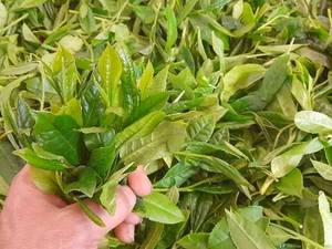 خرید عمده چای ممتاز گرکرود در لاهیجان