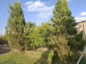 سوارکاری بانوان مبتدی تا پیشرفته در کرمان