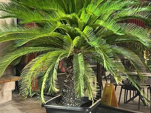 خرید سیکاس گلدانی در مشهد