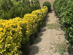 خرید و  قیمت شمشاد توپی در مشهد