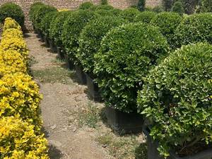 فروش یاس هلندی توپی در جعبه ۶۰ عددی