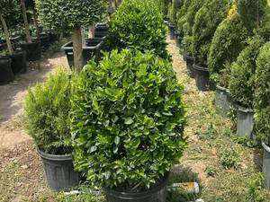 قیمت یاس هلندی توپی مشهد