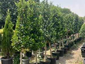 قیمت درختچه فضای سبز مشهد