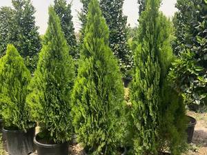 کامیس نوک‌دار تزئینی در مشهد