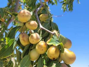 خرید و قیمت عناب تازه گلابی عمده بهبهان