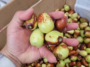 خرید و قیمت عناب تازه گلابی عمده بهبهان