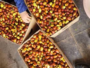 خرید و قیمت عناب تازه گلابی عمده بهبهان