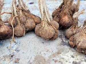 فروش پیازچه گل زعفران مستقیم از تولیدکننده