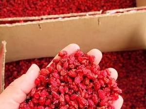 خرید بهترین زرشک پفکی لوکس ایرانی 