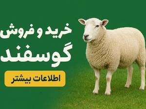 خرید و قیمت گوسفند زنده اصفهان
