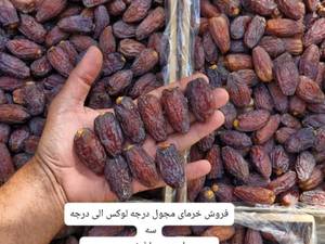 قیمت خرمای مجول درجه یک در اقلید