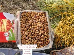 فروش عمده خرما در قیروکارزین با بهترین قیمت