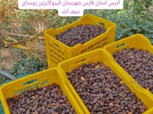 فروش خرما قیروکارزین بدون واسطه در شیراز