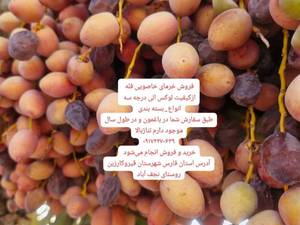 فروش خرمای خاصوی با کیفیت بالا در قیروکارزین