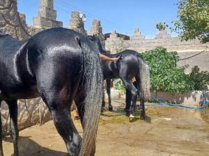 فروش اسب‌ ویژه‌ی سوارکاری و مسابقات در سیرجان