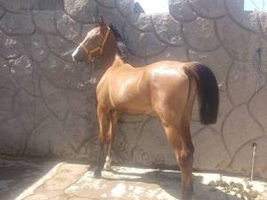 فروش اسب‌ ویژه‌ی سوارکاری و مسابقات در سیرجان