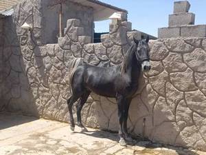 بهترین نژاد اسب ترکمن در سیرجان