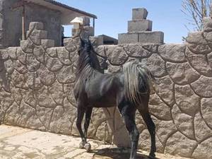 بهترین نژاد اسب ترکمن در سیرجان
