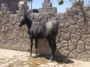 بهترین نژاد اسب ترکمن در سیرجان