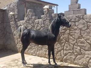 بهترین نژاد اسب ترکمن در سیرجان