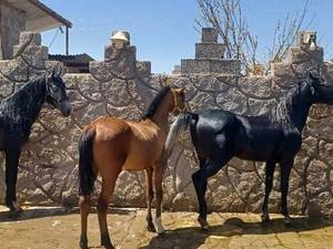 بهترین نژاد اسب عرب در کرمان