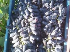 خرید عمده نهال انگور موندراب 