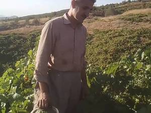 بهترین قیمت نهال انگور موندراب پربار