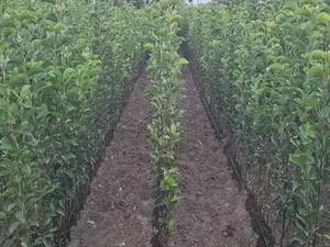 نهالستان آذر نهال احمدی