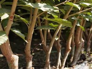 نهالستان آذر نهال احمدی