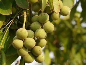 نهال گردوی جمال در میاندوآب