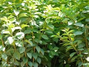 نهال گردوی جمال در میاندوآب