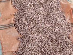 سفارش عمده بادام محلی در آستانه