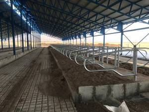 تولید کننده فری استایل دام صنعت در تهران