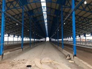 تولید کننده فری استایل دام صنعت در تهران