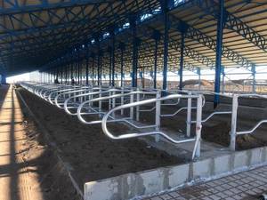 تولید کننده فری استایل دام صنعت در تهران