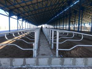 تولید کننده فری استایل دام صنعت در تهران