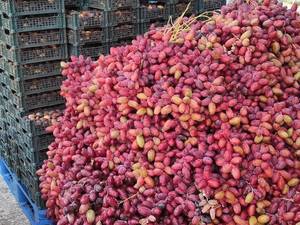 خرید رطب مضافتی